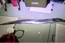 【旬】刺身用　太刀魚タチウオ　3kg1匹