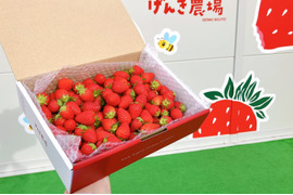 【いちごジャム用】たくさんイチゴ採れちゃいました♪ 　1㎏箱