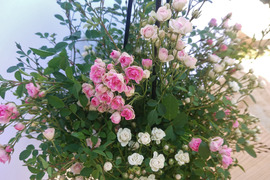 母に日の特別な贈り物　100輪の蕾付き　ミニバラ特大鉢