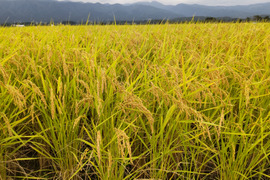 24年産、白米合鴨米（農薬、化学肥料不使用）コシヒカリ５ｋｇ