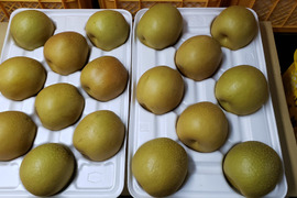 水分たっぷりで ずっしり重い、王秋(おうしゅう)梨🍐5キロ箱(7～12玉入り)🍐家庭用🍐