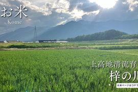 【令和７年産】低農薬栽培米　コシヒカリ　白米　2kg