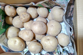 【栽培期間中農薬・化学肥料不使用】馬鈴薯（じゃがいも）デジマ2キログラム
