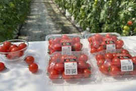 甘くて濃厚！『知多アモーレトマト』（ご家庭用おすすめ250gｘ4p）