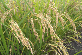 【お試し】緑肥栽培のお米　夢つくし　福岡産　1.5kg　8年産