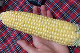 「俺に惚れてみないか？」あまーーーい！！！朝採れスイートコーン！（栽培期間中、農薬不使用）5本入