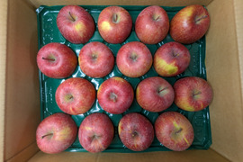 ふじリンゴ5kg箱詰め