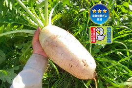 12月から販売予定【自然栽培🍀固定種】加賀伝統野菜打木源助大根・約1〜2kg・味しみ抜群！サラダ・おでんなど用途が広い