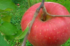 信州りんご５キロ(おまかせ品種)