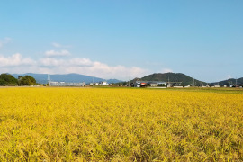 22年度産　15年以上自然栽培のお米（おいしい玄米10ｋｇ）昔の品種：朝日米