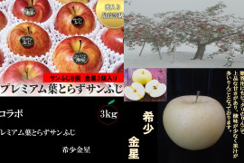 青森県産 「大人気」50セット限定 夢のコラボ！  プレミアム葉とらずサンふじ、希少金星 ３kg  １１個入り