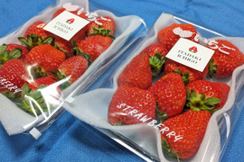 「あまおう」４パック　たっぷり１ｋｇ！