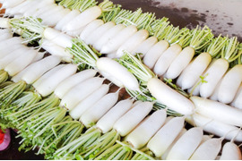 きれいな白肌でみずみずしい春のきらめき大根｜だいこん10本