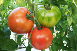 「王様トマト」の試験販売にご協力お願いします。１.8ｋｇ箱・品種名：「ごほうび」