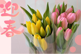 お正月にチューリップを飾ろう♪　お任せアソートチューリップ20本2～3色ミックス12月27日（土）発送予定　　※北海道・沖縄県配送不可※