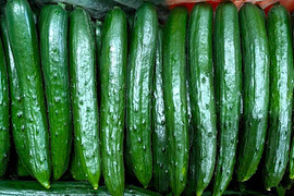 朝採り‼こだわり‼埼玉県産春きゅうり‼　(約2㎏)