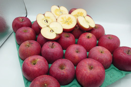 食べ切りサイズ！サンふじ２３玉（小玉ｻｲｽﾞ）5ｋｇ