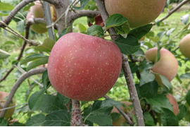 【先行予約】「サンふじ」約3kg入り　安曇野がりんごに託した思いを御賞味下さい。バランスの良い品種です。（写真は9/11現在）