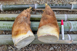 【予約、数量限定】旬の堀りたてタケノコ3kg(4月後半お届け)