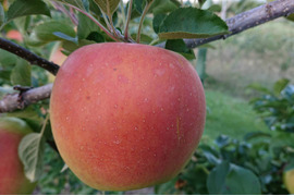 収穫開始です。「名月約10kg入り」生産者が大好きなりんご。甘みたっぷり品種、黄色のボディに頬紅を付けた見た目も愛くるしいです。（写真は10/12現在）