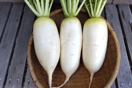 【自然栽培】今が旬！加賀野菜の源助大根５ｋｇ、５～１０本 固定種