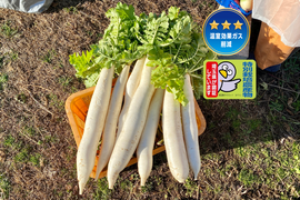 12月から販売予定【自然栽培🍀固定種】練馬大長尻大根（約10kg4〜12本）沢庵作りやおでんに最適