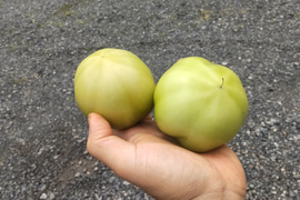 未成熟の青もぎトマト 2kg・バラ