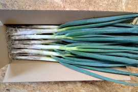 本庄の美人葱　約5kg