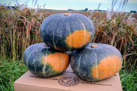 R7年産北海道🎃かぼちゃ🎃約4.5kg　ホクホク甘い‼️