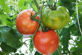 クロネコさんでのお届け希望の方「王様トマト」１.8ｋｇ箱・品種名：「ごほうび」