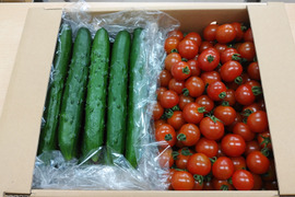 【期間限定】新鮮野菜セット!ミニトマト&キュウリ