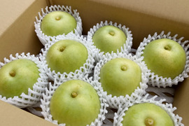 【夏ギフト】鳥取産★朝採れ二十世紀梨★3kg(7～9玉入り)