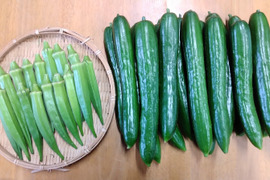 【福袋2025】きゅうりとオクラのお得セット(約2㎏)