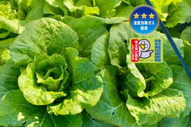 【自然栽培🍀固定種ミニ白菜約3kg2〜4個】煮ても漬けても柔らか甘い！サラダでも美味しい🎶肥料も水も与えずに育てました