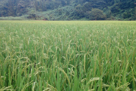 【新米】玄米10キロ。沢水で育てた秋田県産あきたこまち。
【令和5年度産】農薬を節減して栽培しております。