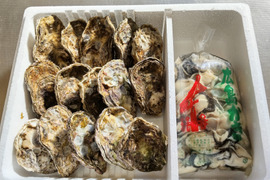 春牡蠣✨【加熱用】殻付き牡蠣15ヶ＋【加熱用】むき身１kg袋（または500ｇ×2袋）