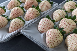 ほんのりピンクの白いちご「ゆきざくら」　８～１１玉入り約２７０g×２パック　【化粧箱でお届けします】