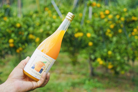【丸ごと絞り】果汁100％！　完熟みかんジュース　720ml×2本