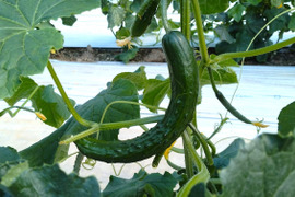 朝採り‼こだわり‼埼玉県産春きゅうり‼訳ありお徳用(約2.5㎏)