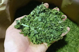 あいちのかおり米2ｋｇと大特価　自然栽培次郎柿の葉茶　400g