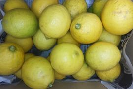防腐剤、ワックス不使用　皮ごと使用激安広島県産レモン 訳あり品 4ｋg(約39個入)