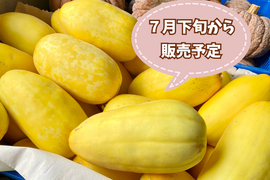 今期最終【自然栽培🍀黄金マクワウリ約1kg（3個前後）】伝統野菜・優しい自然の甘さ（簡単！美味しいレシピ付き）