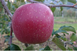 収穫始まりまし～た。「サンふじ」約10kg入り　安曇野がりんごに託した思いを御賞味下さい。バランスのとれたりんごです。
（第三者機関検査結果糖度16度）