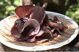 徳島県産生きくらげ200g×4