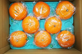 甘平　贈答用　8玉