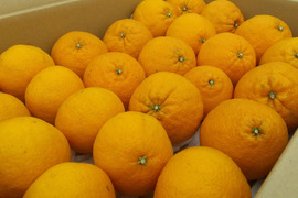 💫不知火【新鮮·個装追熟!!】【5kg·サイズ混合】   《ご家庭用》期間限定