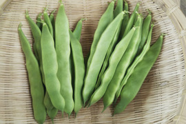 初夏採りのインゲン豆、
今が旬　「モロッコいんげん豆タップリ　１ｋｇ」