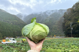 【香美町からの贈り物】春キャベツ４玉　兵庫県香美町産