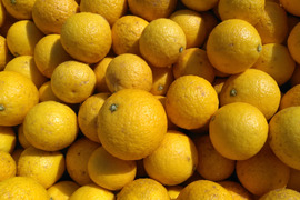 黄金柑　化学合成農薬栽培期間中不使用☆　家庭用4kg　高知県土佐市産　柑橘類　柑橘　カンキツ　citrus