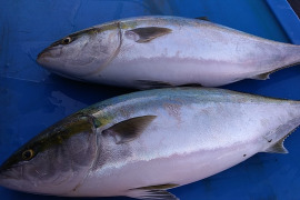 【確認事項注意】厳選活〆寒ブリ　7kg～8kgサイズ　脂肪分15％